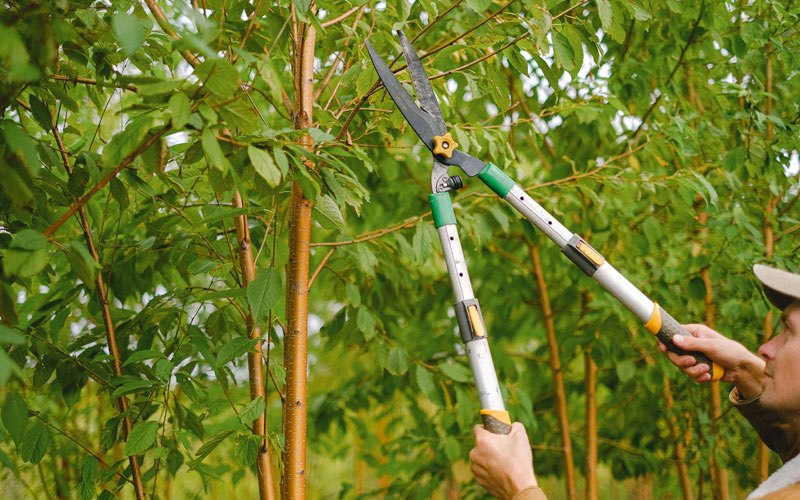 Tree trimming in Kranzburg, SD